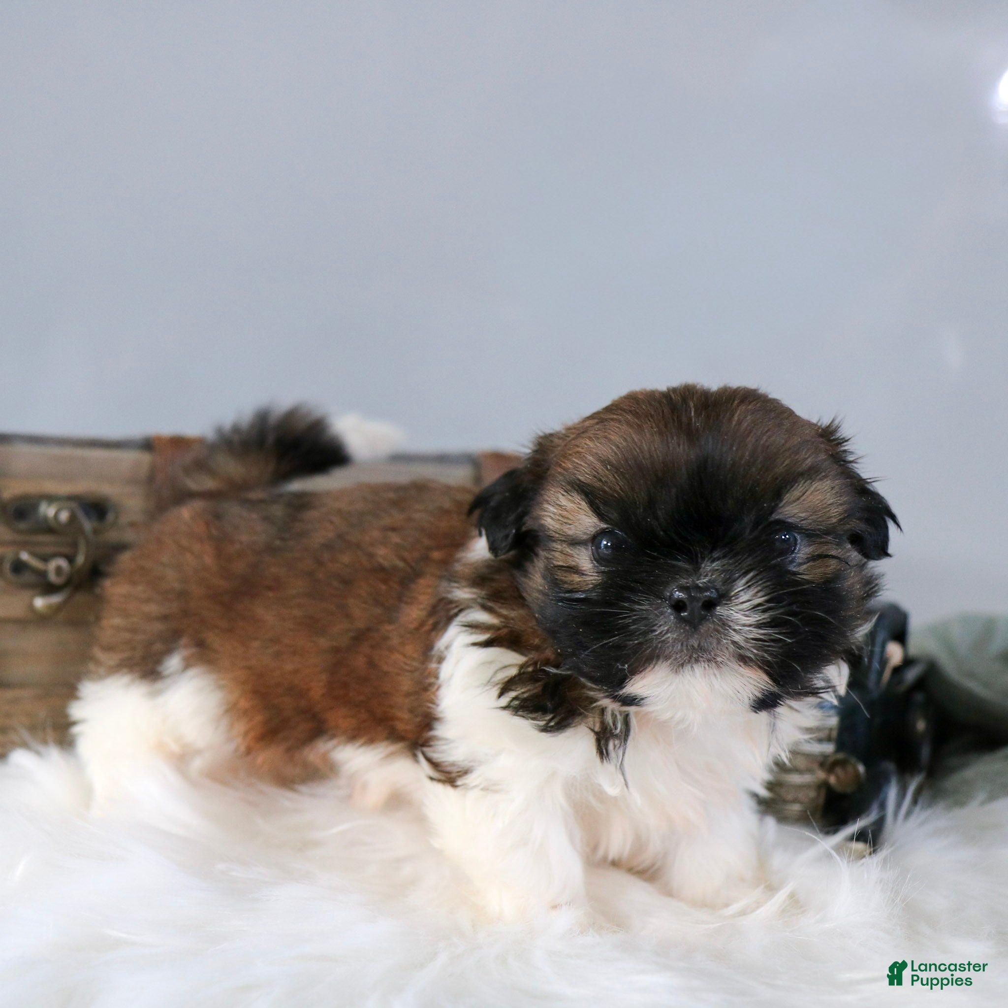 Shih Tzu dogs Jackie Shih Tzu Puppy  - Ad 2