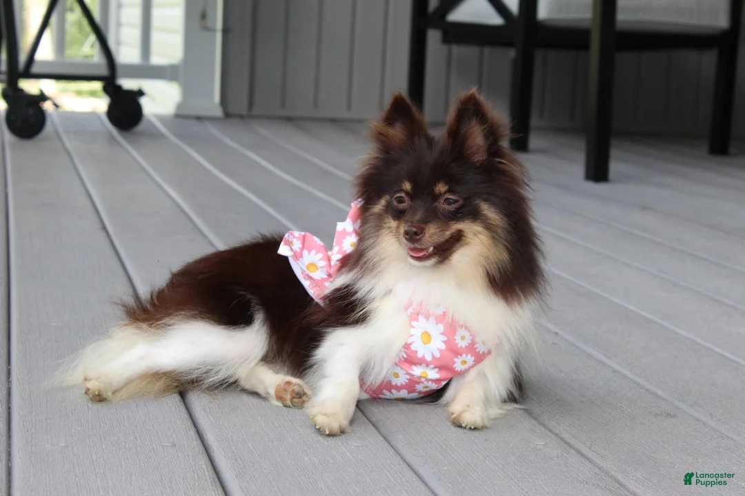 Pomeranian dogs for sale: Tessa - Ad 11