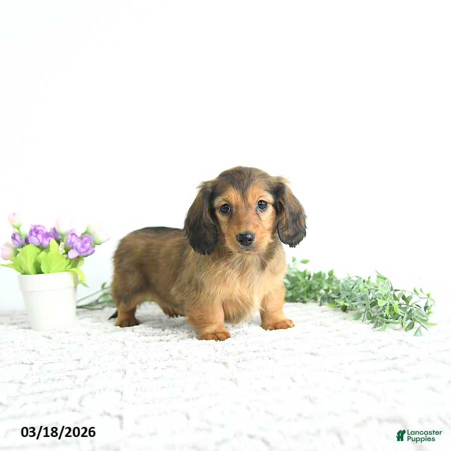 Miniature Dachshund dogs Ruby - Ad 2