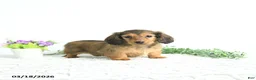 Miniature Dachshund dogs for sale: Ruby - Ad 2