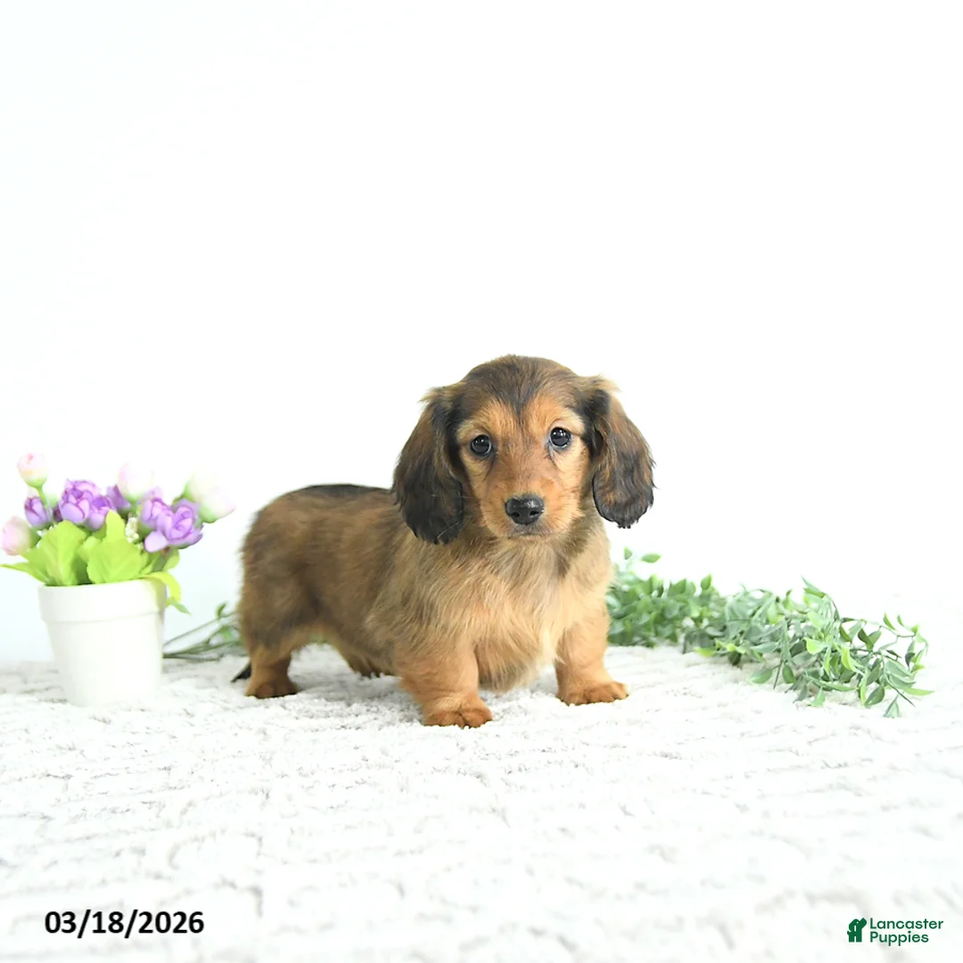 Miniature Dachshund dogs for sale: Ruby - Ad 2