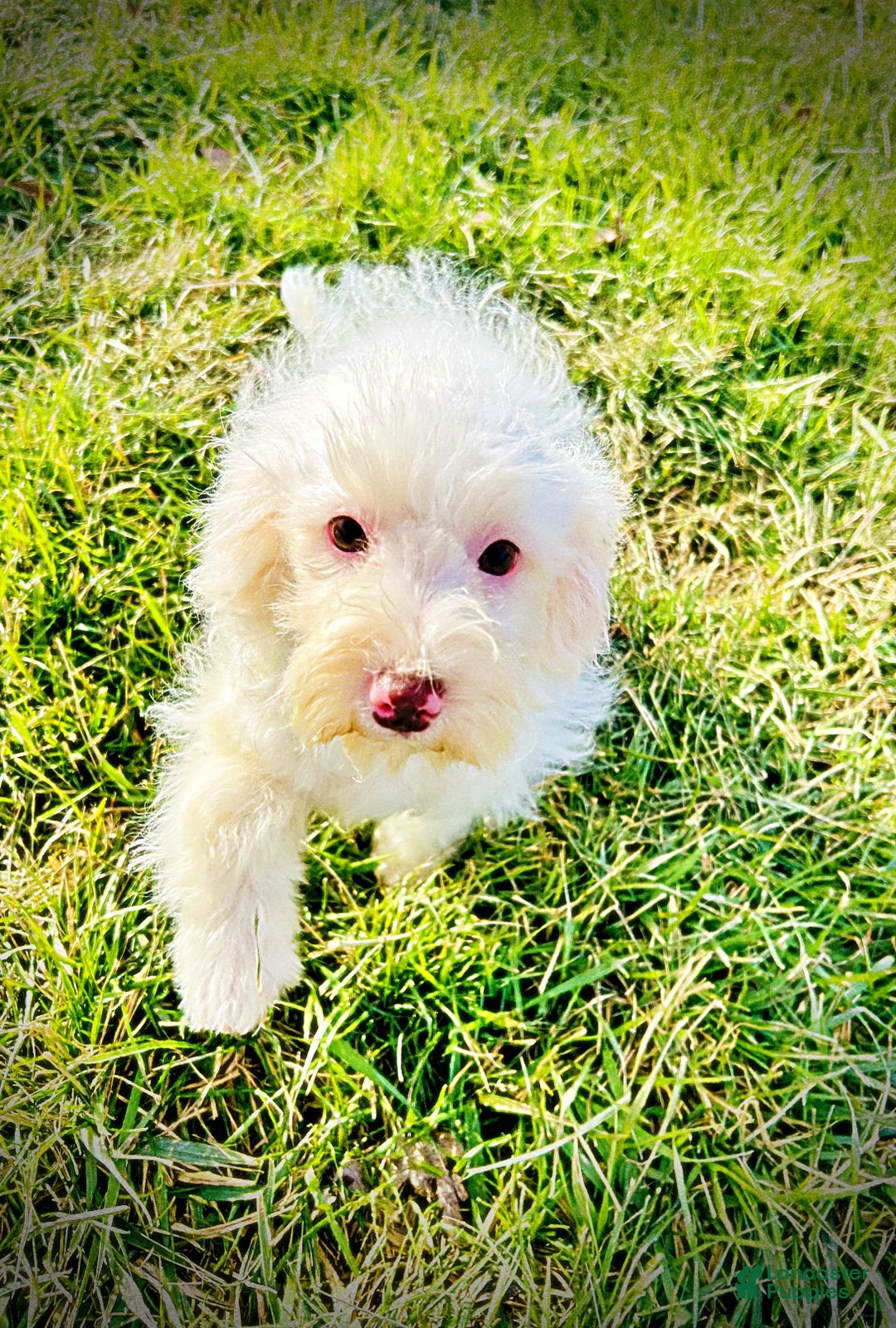 Havapoo dogs for sale: Queenie - Ad 9