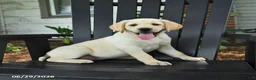 Labrador Retriever dogs for sale: Sage - Ad 5