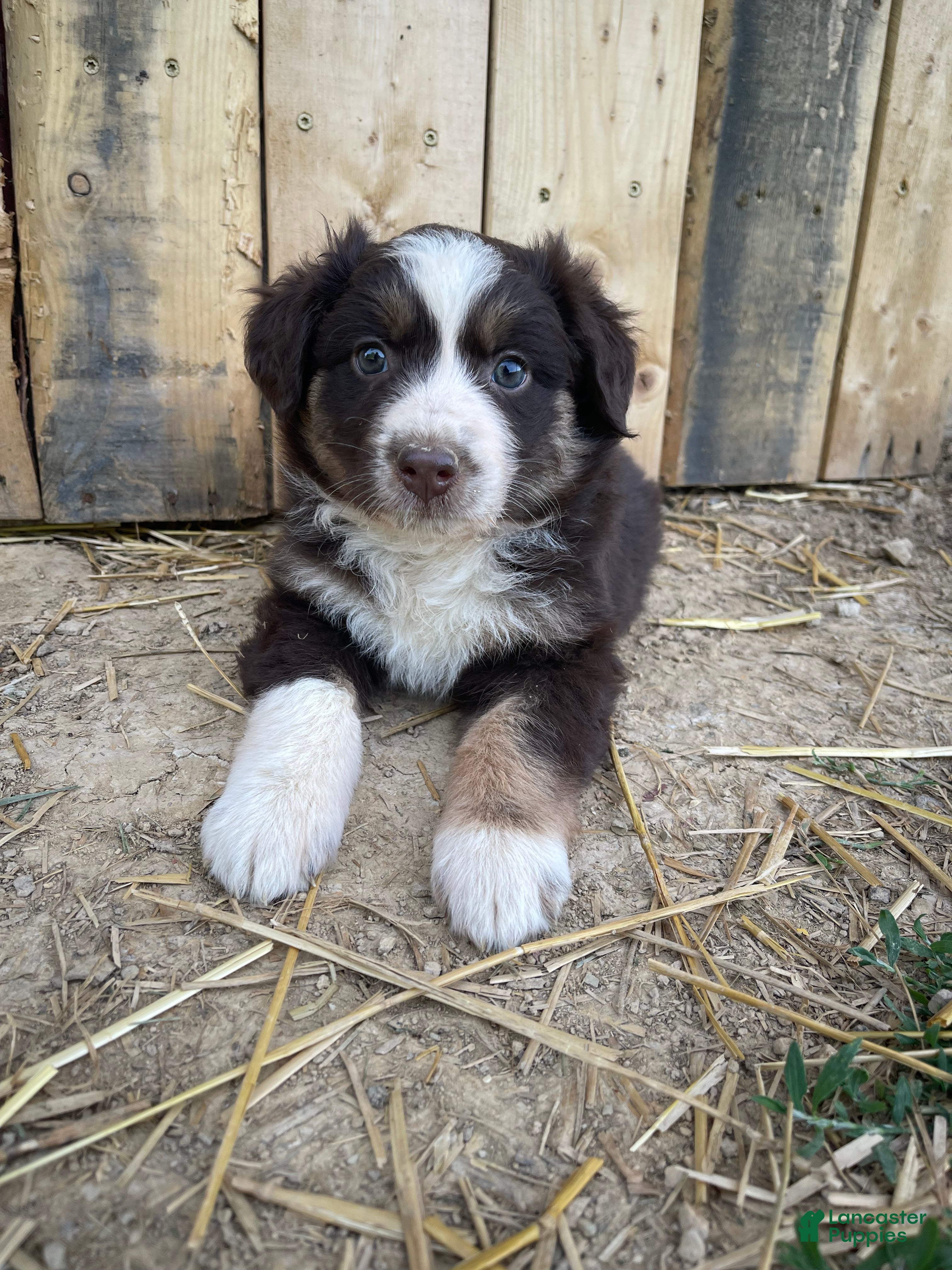 Australian Shepherd dogs for sale: Lori - Ad 2