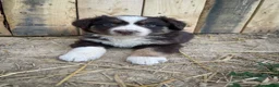 Australian Shepherd dogs for sale: Lori - Ad 1
