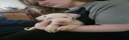 Great Dane dogs for sale: Great Dane 2 - Ad 5