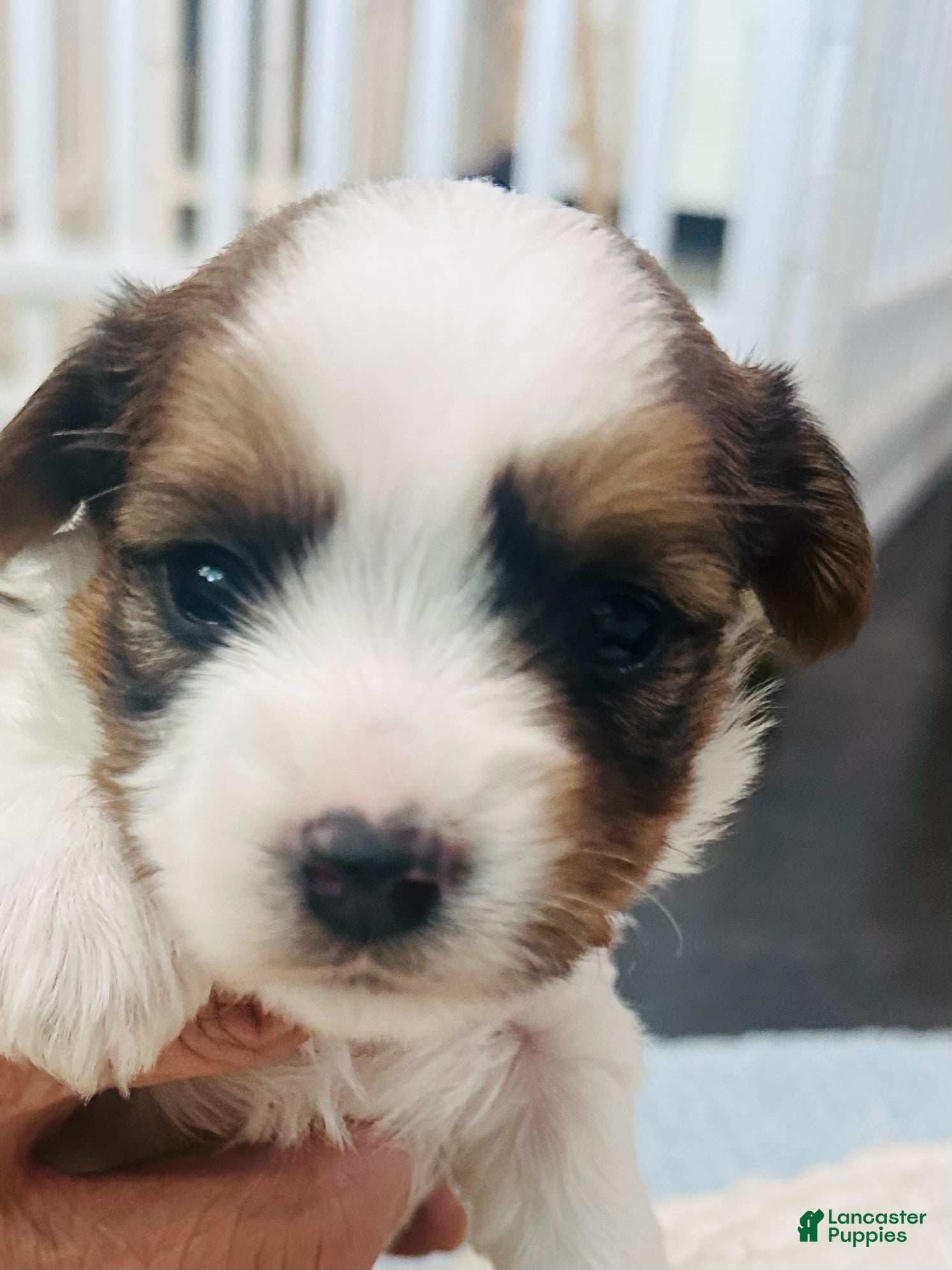 Mixed Breed dogs Boy 1 - Ad 2