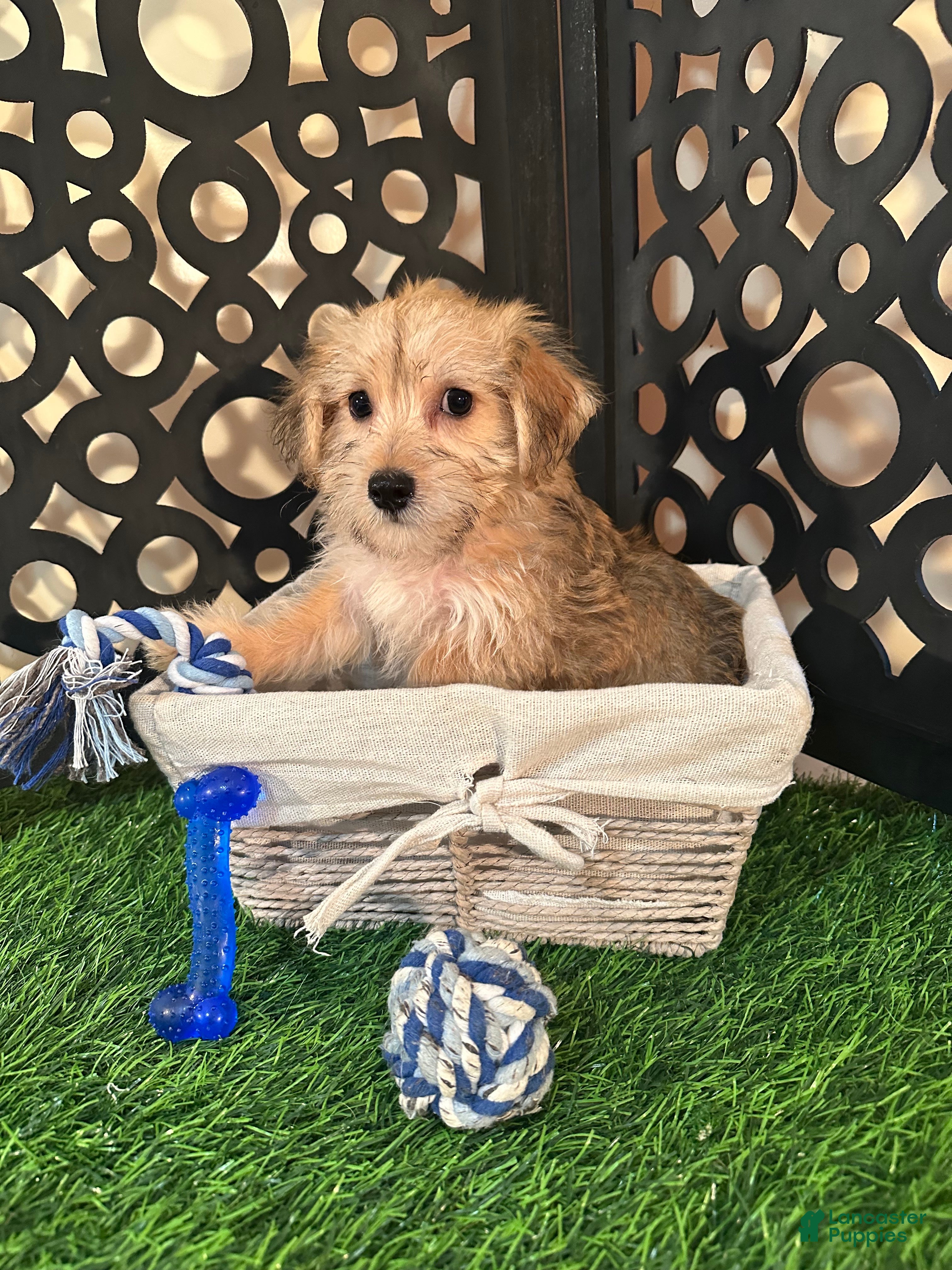 Yochon dogs Gabriel Precious Yochon Puppy - Ad 1