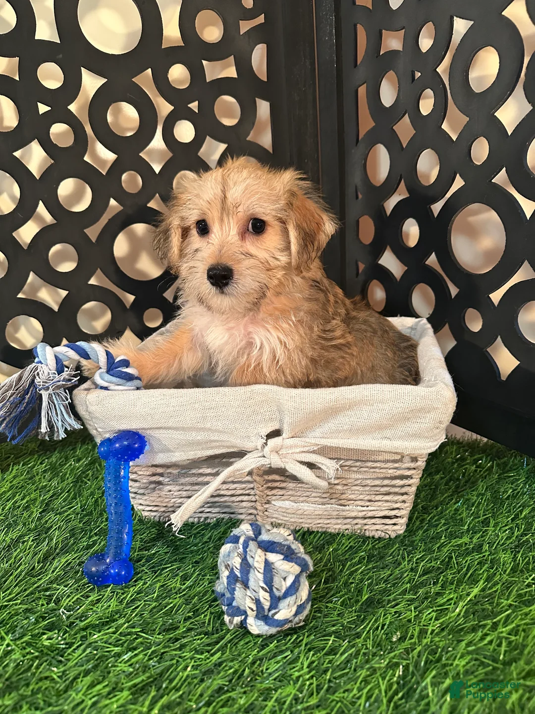 Yochon dogs for sale: Gabriel Precious Yochon Puppy - Ad 1