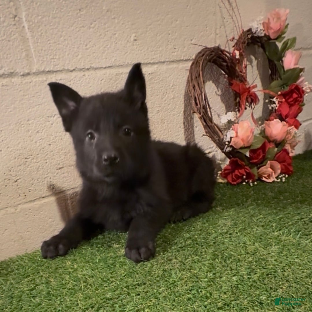 German Shepherd dogs for sale: Sussie B - Ad 5