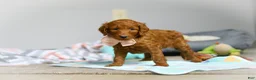 Goldendoodle dogs for sale: Lulu F1b - Ad 3