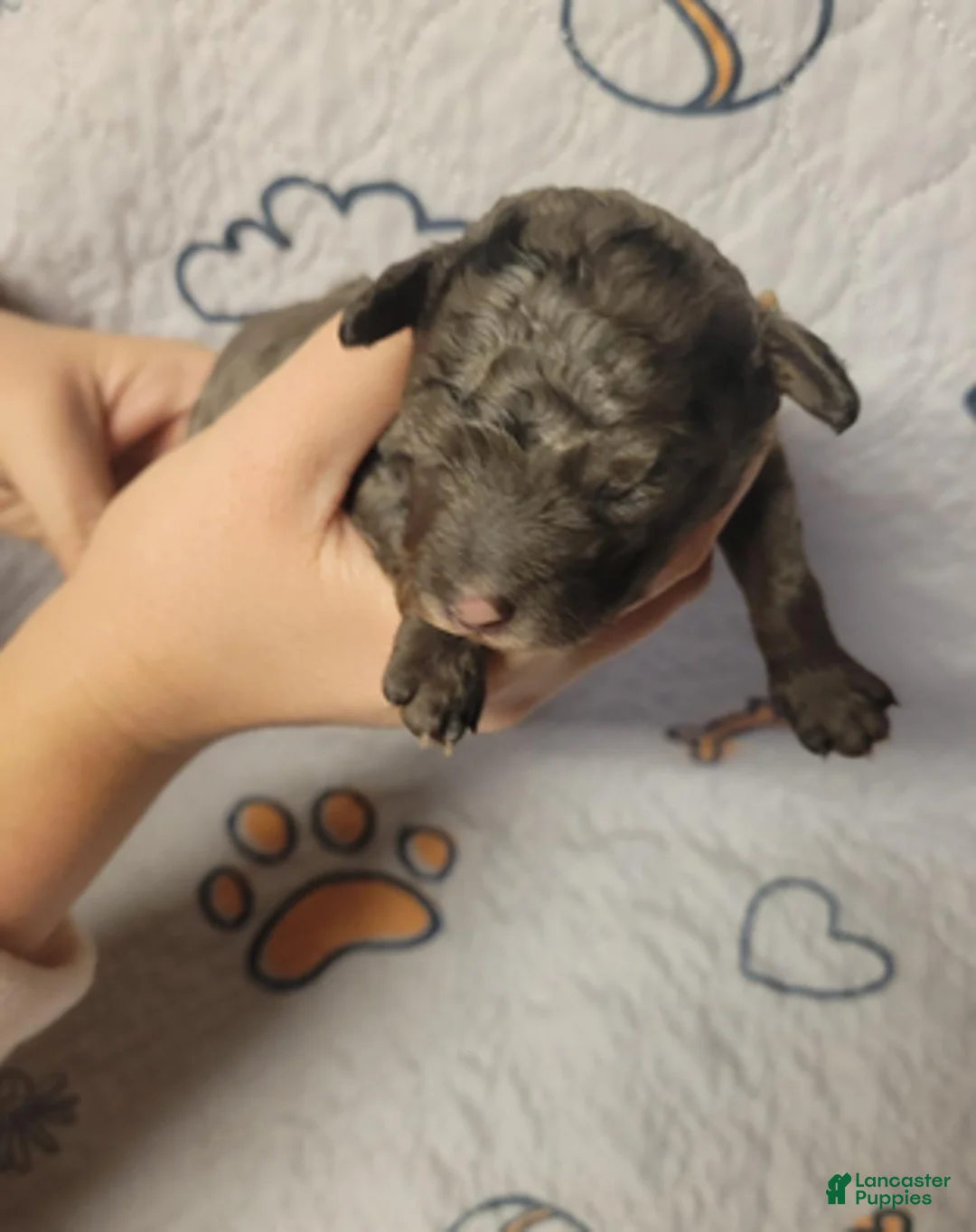 Goldendoodle dogs for sale: Sirrus - Ad 2