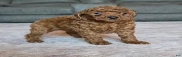 Miniature Poodle dogs for sale: Mini Lola - Ad 18