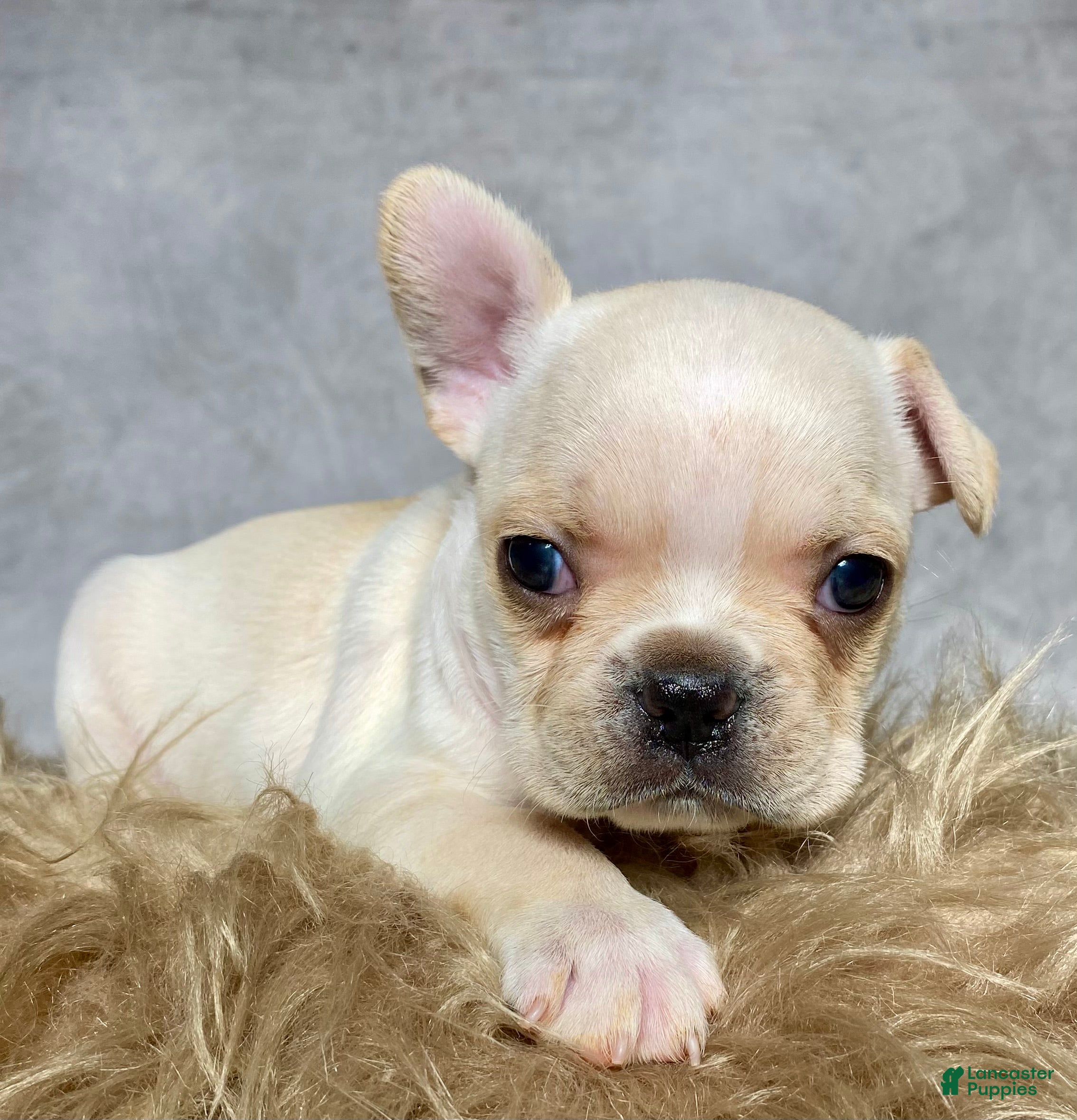 Frenchton dogs Mr. Charlie  - Ad 2