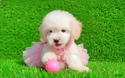 Maltipoo dogs for sale: FEMALE - Image 3
