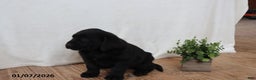 Labrador Retriever dogs for sale: Freddy - Ad 7