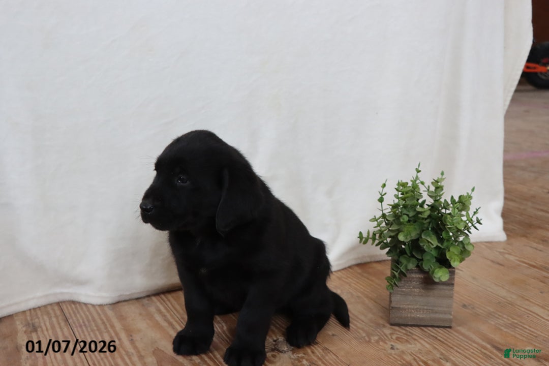 Labrador Retriever dogs for sale: Freddy - Ad 7