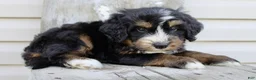 Bernedoodle dogs for sale: Roxie - Ad 6
