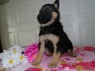 German Shepherd dogs German Shepherd Puppy 6 Logan - Ad 3