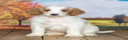 Goldendoodle dogs for sale: Jazz - Ad 2