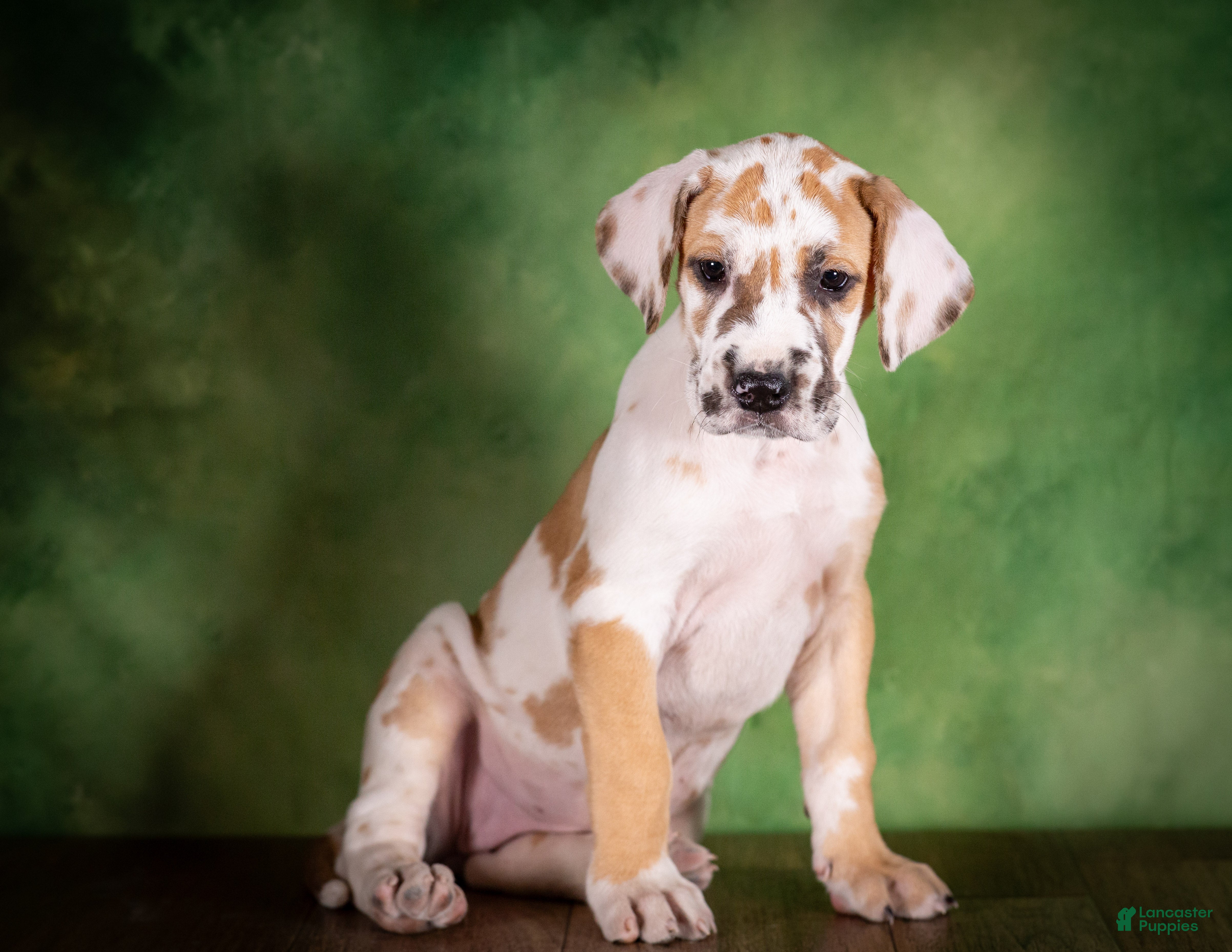 Great Dane dogs Taffy - Ad 1