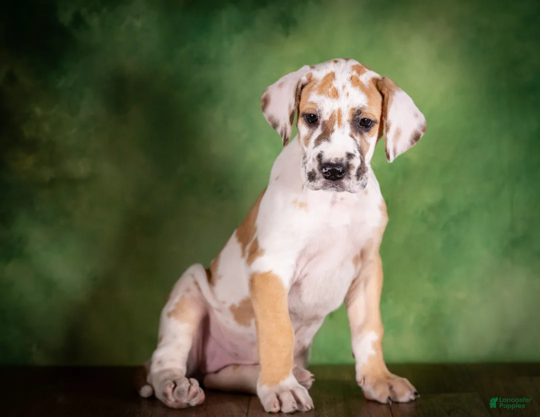 Great Dane dogs for sale: Taffy - Ad 1