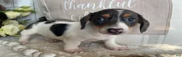 Miniature Dachshund dogs for sale: Layne - Ad 4