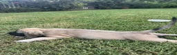 English Mastiff dogs for sale: English Mastiff 2 - Ad 3