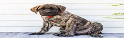 English Mastiff dogs for sale: Max - Ad 4