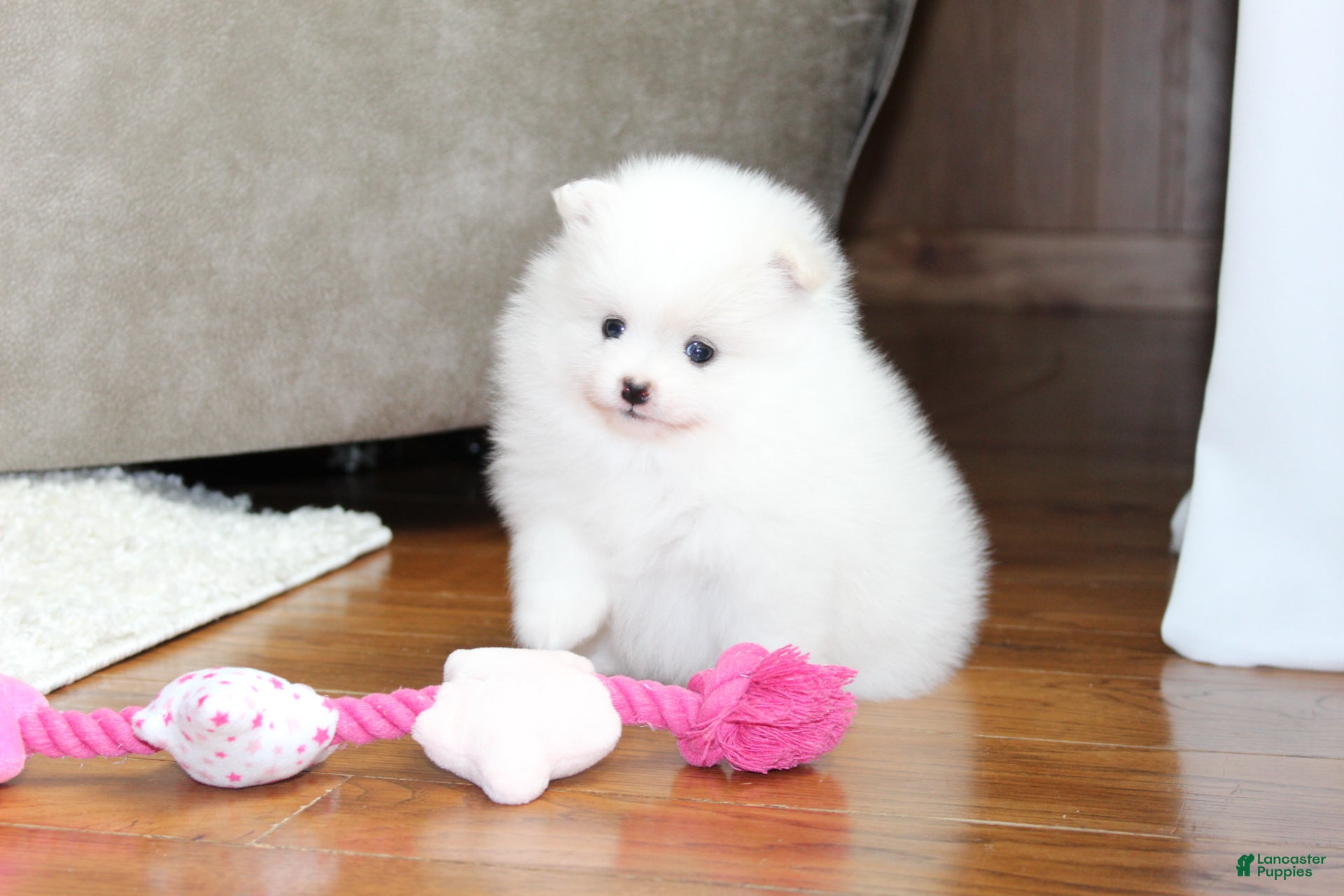 Pomeranian dogs Emmy - Ad 1
