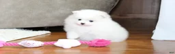 Pomeranian dogs for sale: Emmy - Ad 1