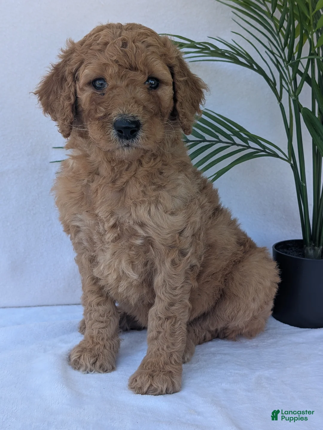 Goldendoodle dogs for sale: Kailey - Ad 1