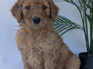 Goldendoodle dogs for sale: Kailey - Ad 3