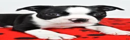 Boston Terrier dogs for sale: Charles - Ad 4