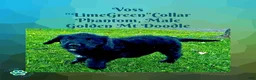 Mixed Breed dogs for sale:  Voss — Lime Green Collar • Male Golden Mountain Doodle - Ad 3