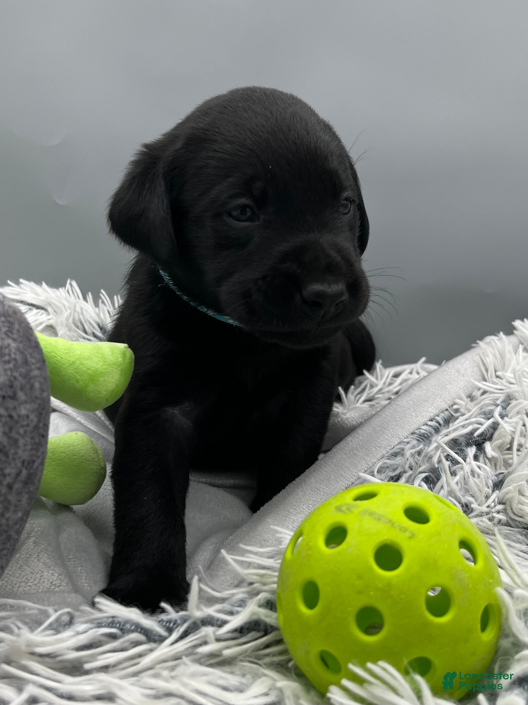 Labrador Retriever dogs Ozzy-Labrador Retriever Puppy  - Ad 2
