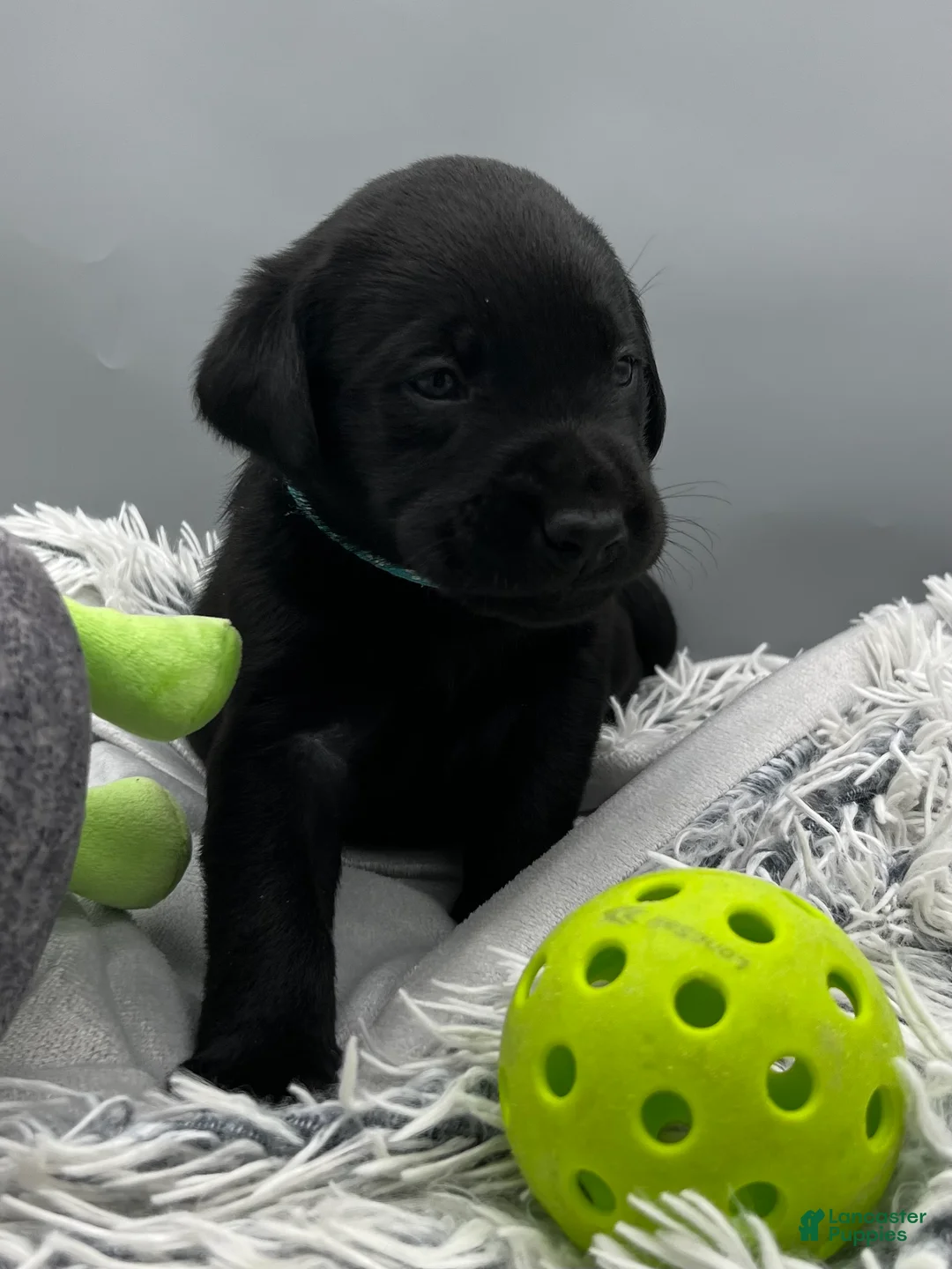 Labrador Retriever dogs for sale: Ozzy-Labrador Retriever Puppy  - Ad 2