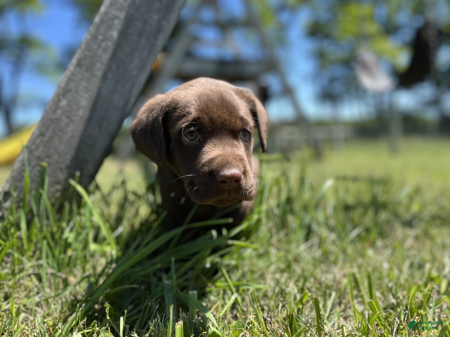 Labrador Retriever dogs Tucker - Ad 2