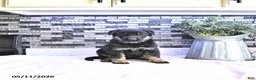 German Shepherd dogs for sale: Demi - Ad 1