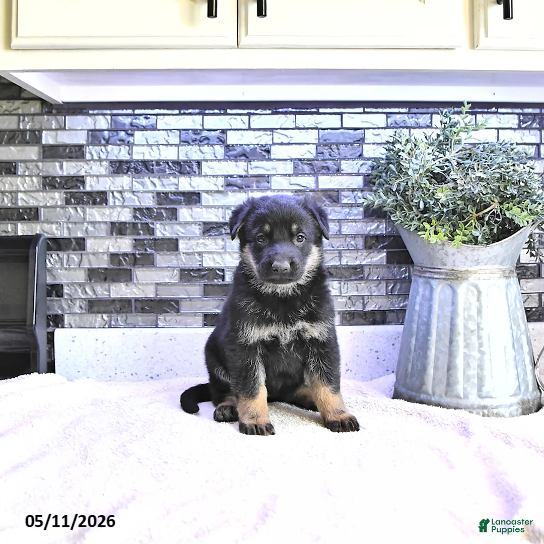 German Shepherd dogs for sale: Demi - Ad 1