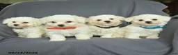 Bichon Frise dogs for sale: Libby - Ad 5