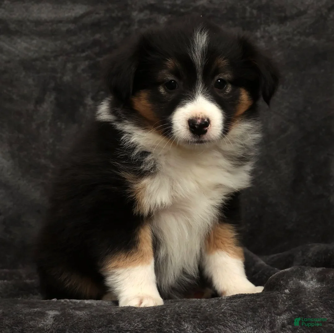 Miniature Australian Shepherd dogs for sale: Sasha - Ad 4