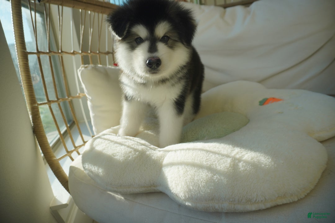 Alaskan Malamute dogs for sale: Xiao Huang - Ad 3