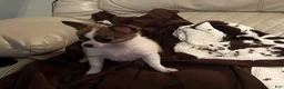 Chihuahua dogs for sale: Dolly - Ad 3