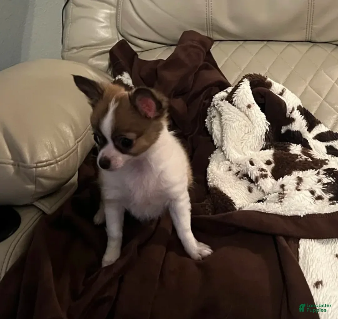 Chihuahua dogs for sale: Dolly - Ad 3