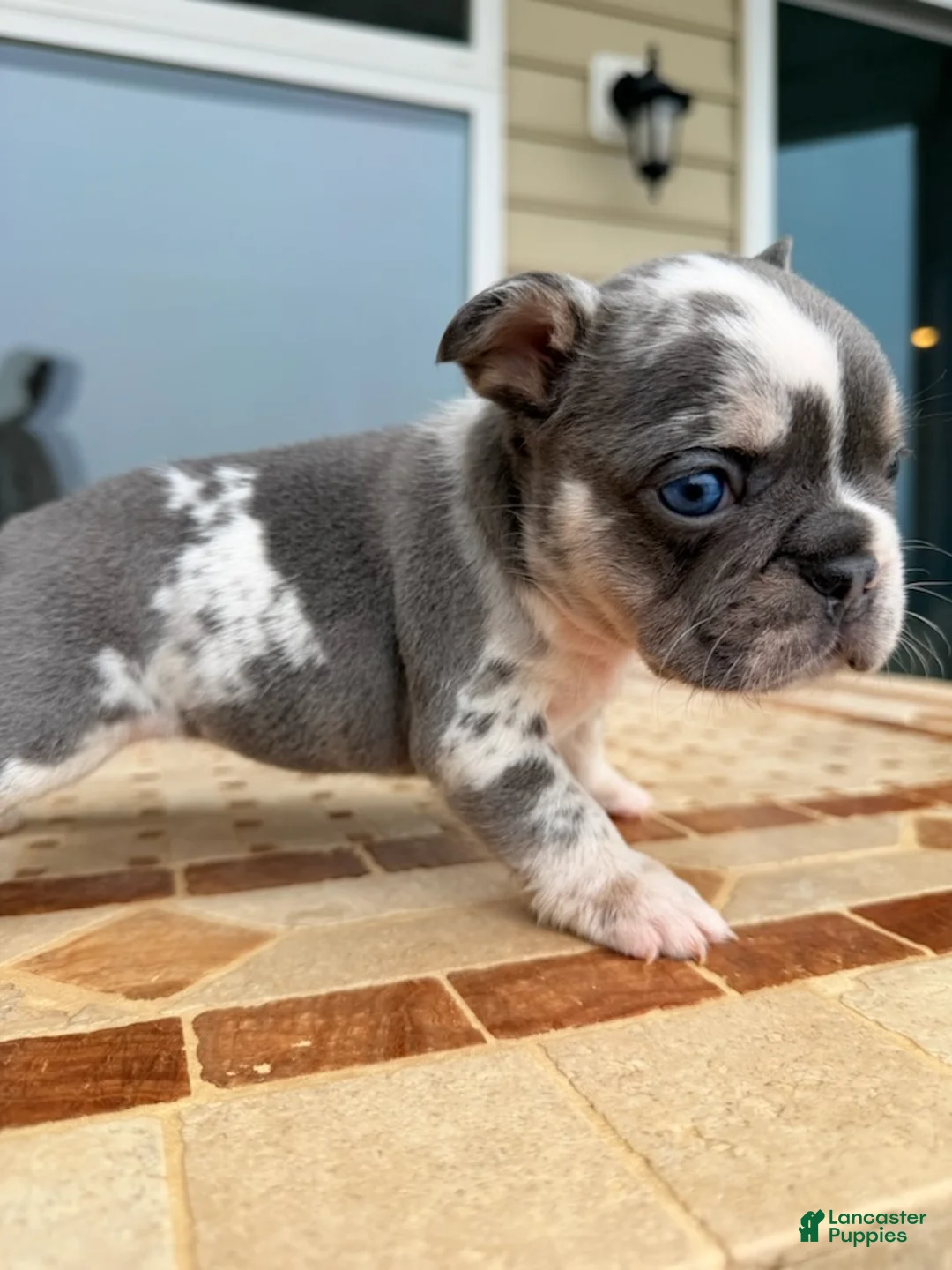 French Bulldog dogs for sale: Lola - Ad 1