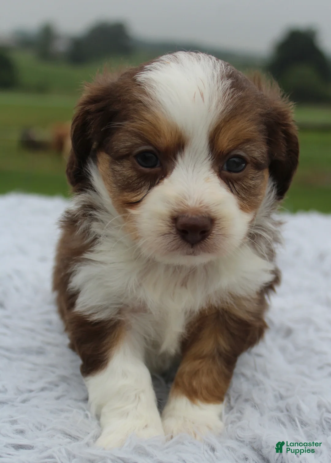 Mini Aussiedoodle dogs for sale: Mini Aussiedoodle 2 - Ad 4