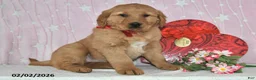 Golden Retriever dogs for sale: Rocket - Ad 2