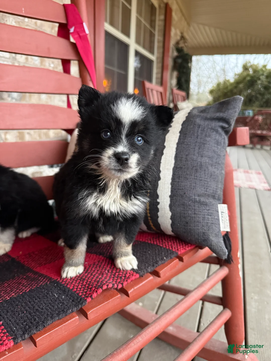 Pomsky dogs for sale: Oreo - Ad 3