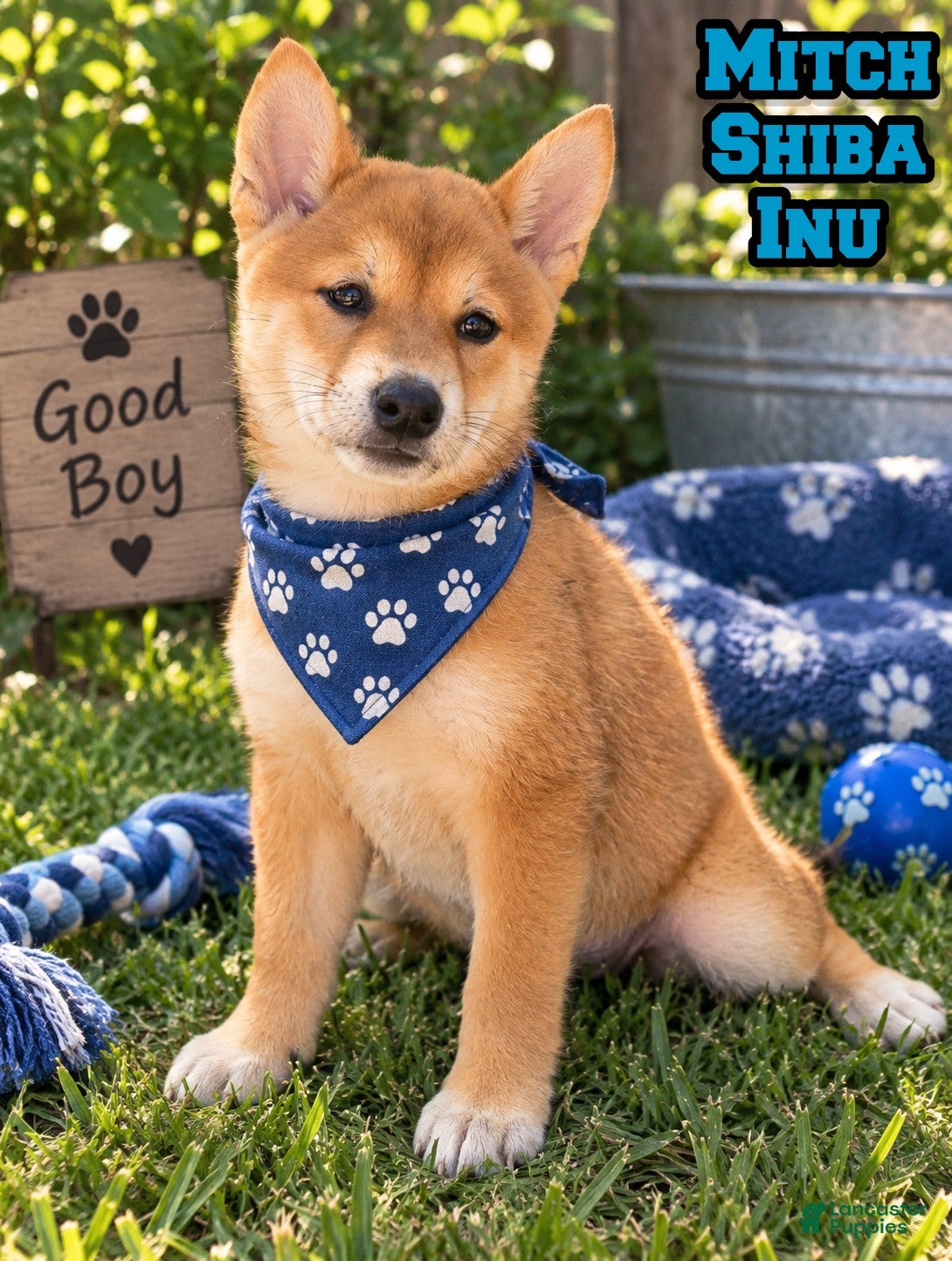 Shiba Inu dogs Mitch - Ad 1